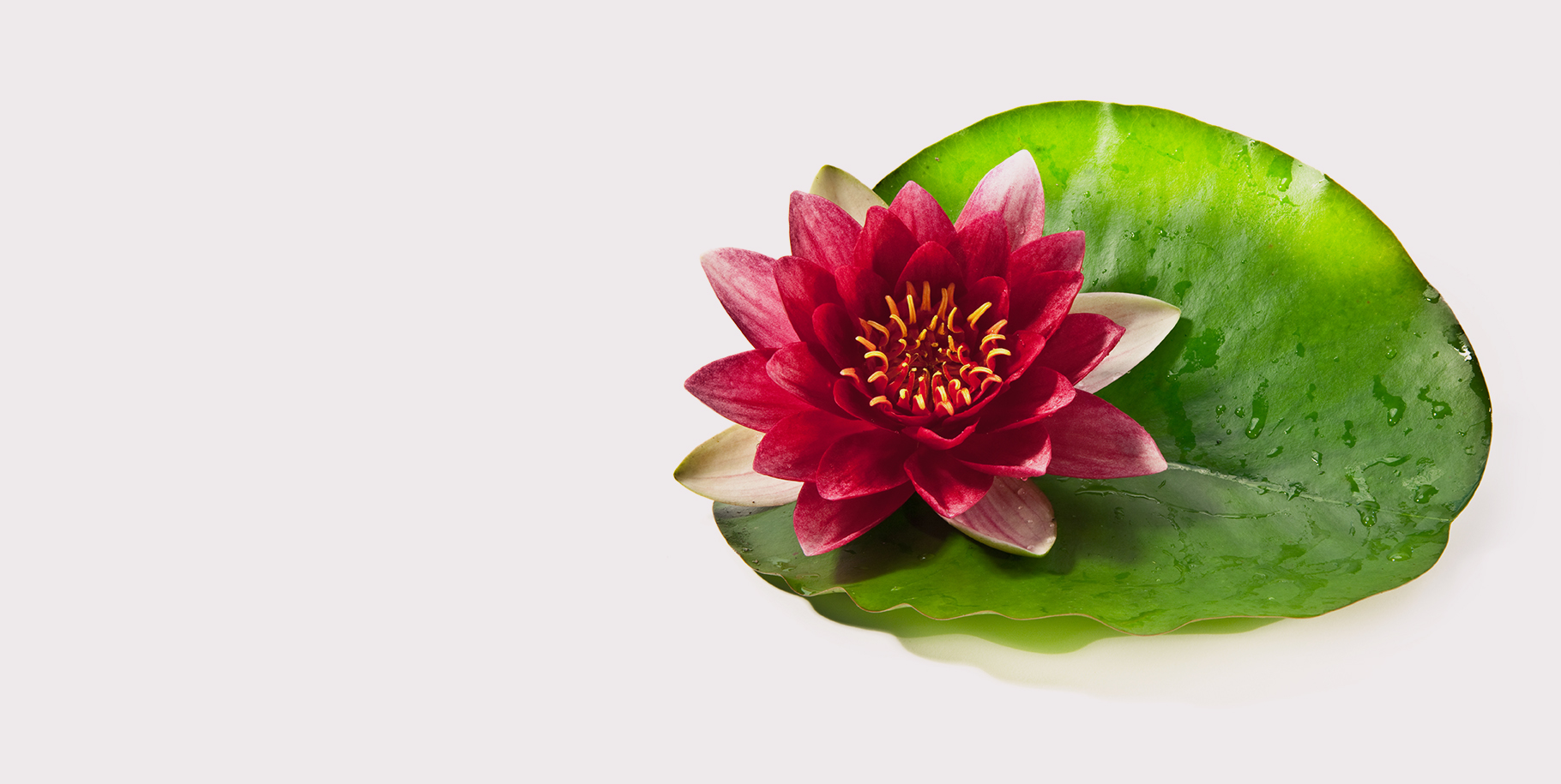 Water Lilies Slide 1
