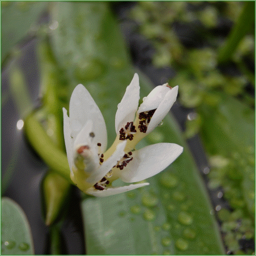 APONOGETON DISTACHYOS (Water Hawthorn)