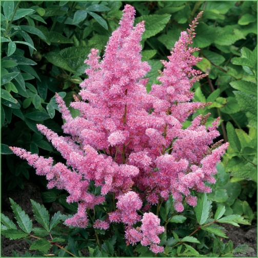 ASITILBE CERISE