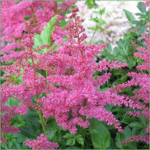 ASTILBE  YOUNIQUE  CARMINE