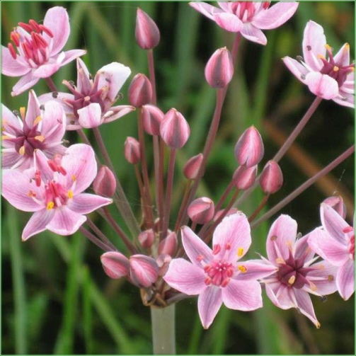 BUTTOMUS UMBELLATUS