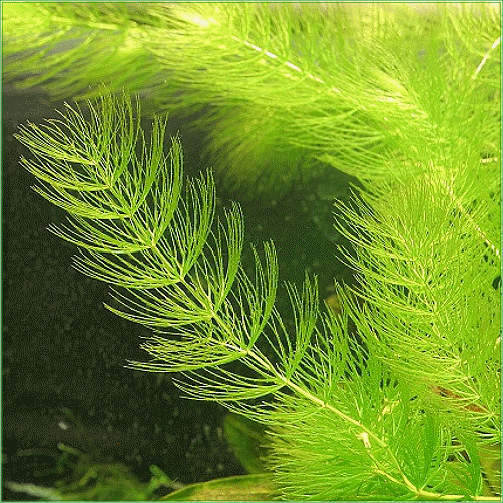 CERATOPHYLLIUM DEMERSUN (Hornwort)