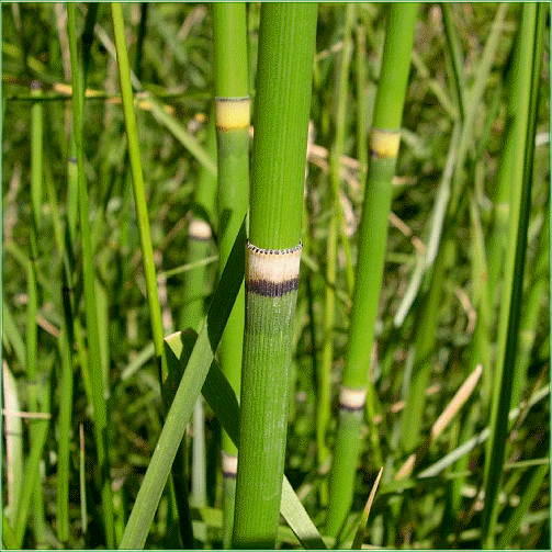 EQUISETUM HYEMALE