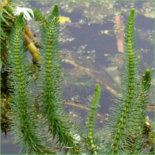 HIPPURIS VULGARIS (Mares Tail)
