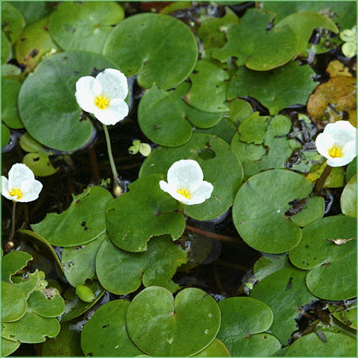 HYDROCHORUS MORSUS-RANNAE (Frogbit)