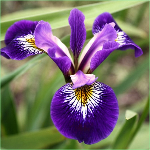 Iris Dark Aura