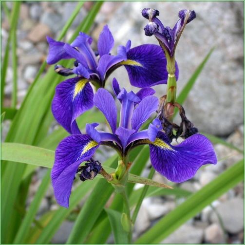 Iris