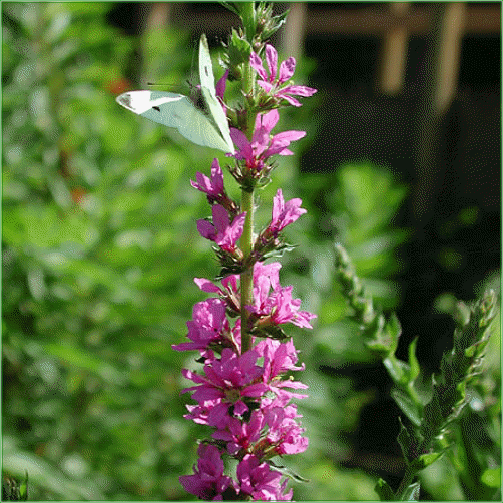 LYTHRUM SALICARIA (Purple Loosestrife)