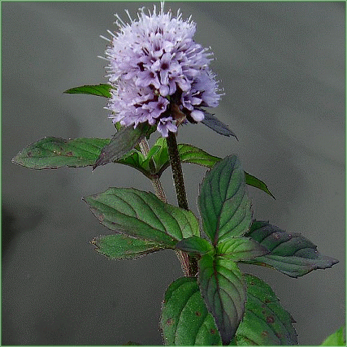 MENTHA AQUATICA (Watermint)