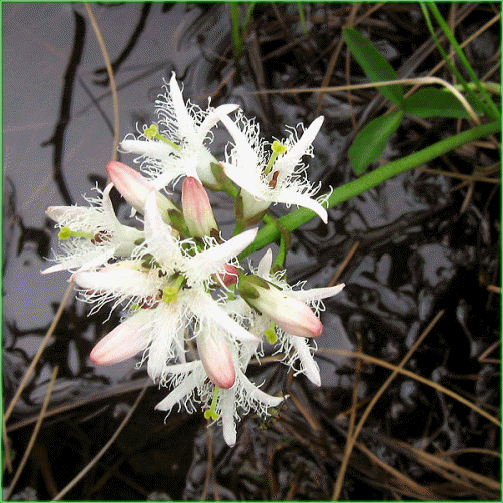 MENYANTHUS TRIFOLIATA (Bogbean)