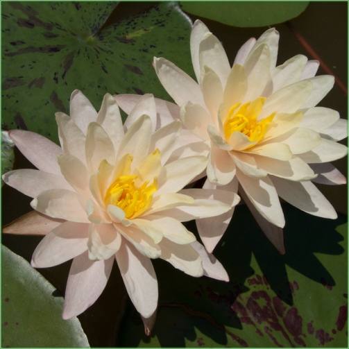 Nymphaea Barbara Dobbins