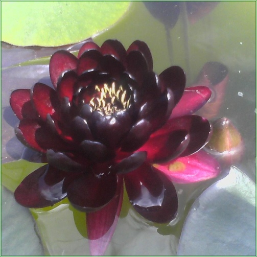 Nymphaea Black Princess