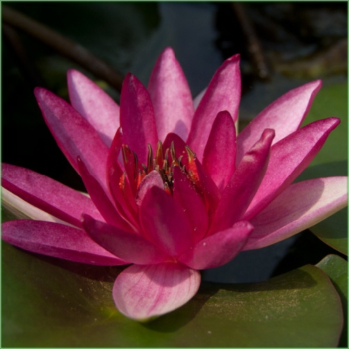 Nymphaea Ellisiana