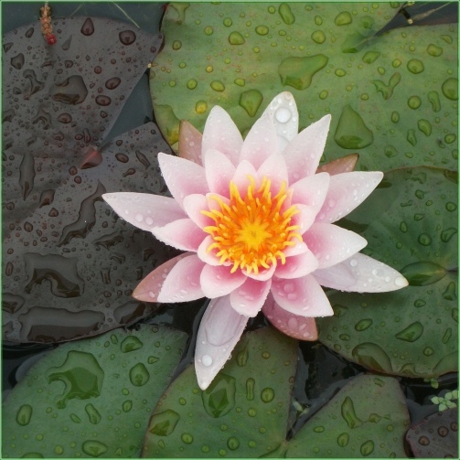 Nymphaea Rose Nymph