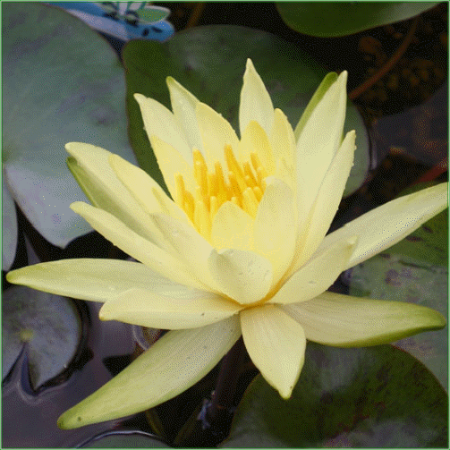 Nymphaea ‘ Colonal A J Welch’