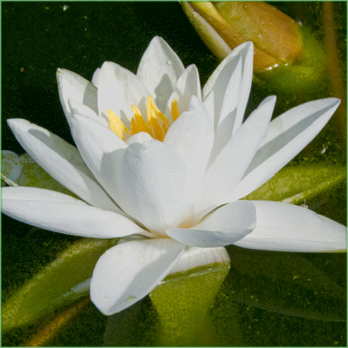 Nymphaea ‘ Gladstoniana’