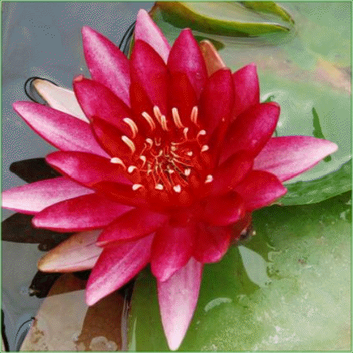 Nymphaea  ‘Conquerer’