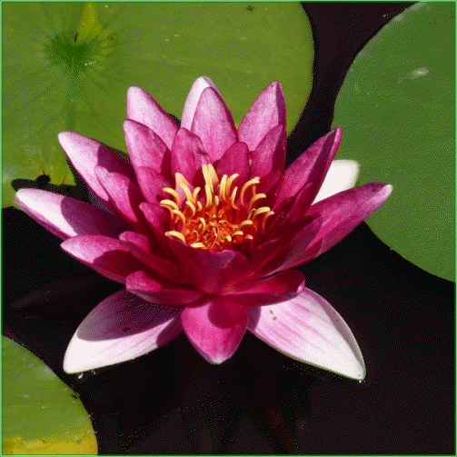 Nymphaea  ‘Escarboucle’