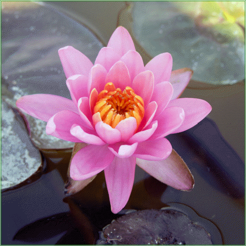 Nymphaea  ‘Ordorata Fire Crest’