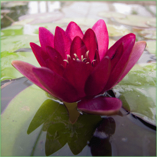 Nymphaea ‘Pygmy Rubra’