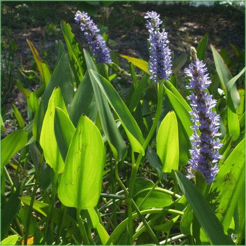 PONTEDERIA CORDATA LANCEOLATA (Pickerel Weed)