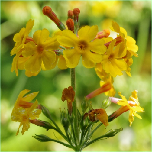 PRIMULA BULLEYANA