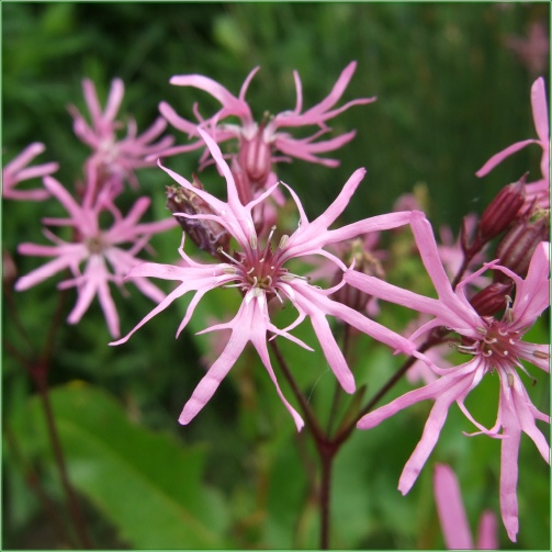 RAGGED ROBIN
