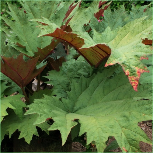 RHEUM  PALMATUM [ ORNAMENTAL RHUBARB]