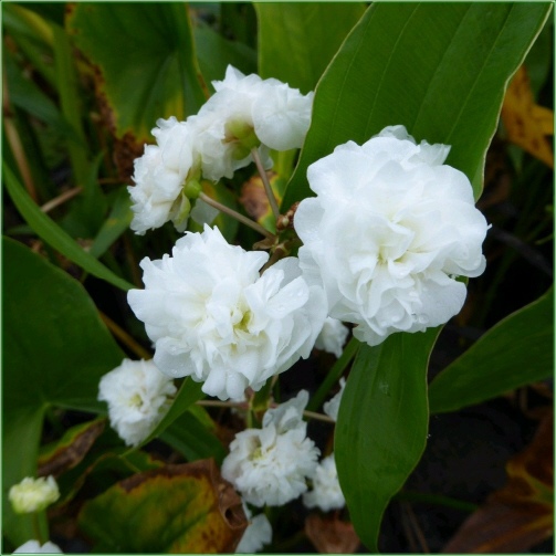 SAGITTARIA FLORA PLENA