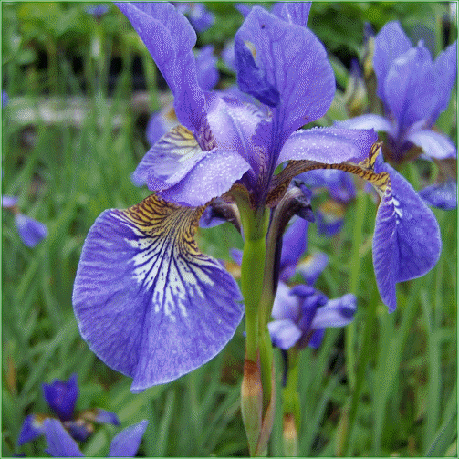 Iris Sibirica Blue
