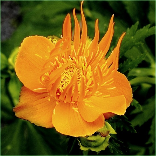 TROLLIUS CHINESIS