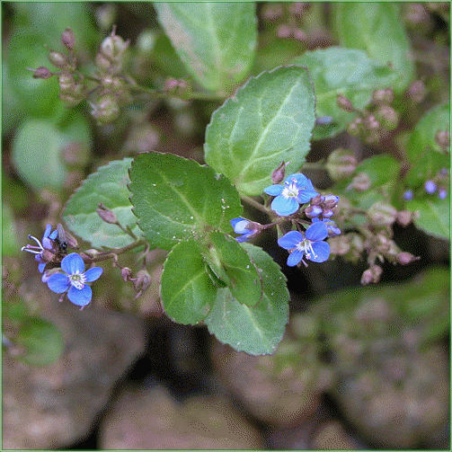 VERONICA BECCABUNGA (Brooklime)
